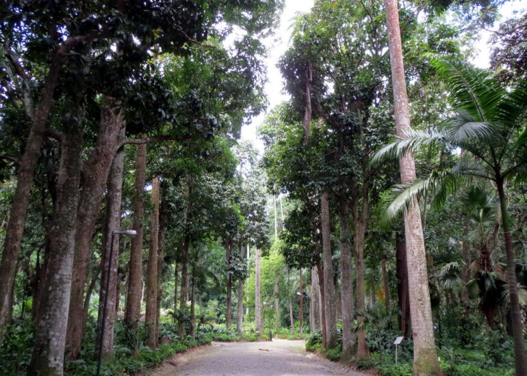 1. Jardin botanique de Rio