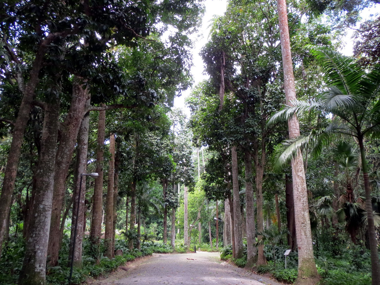 1. Jardin botanique de Rio