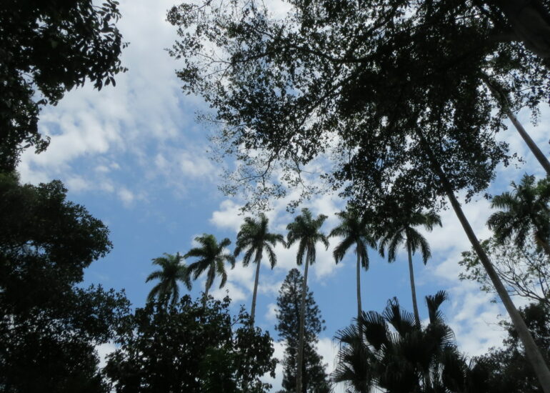 2. Le jardin botanique