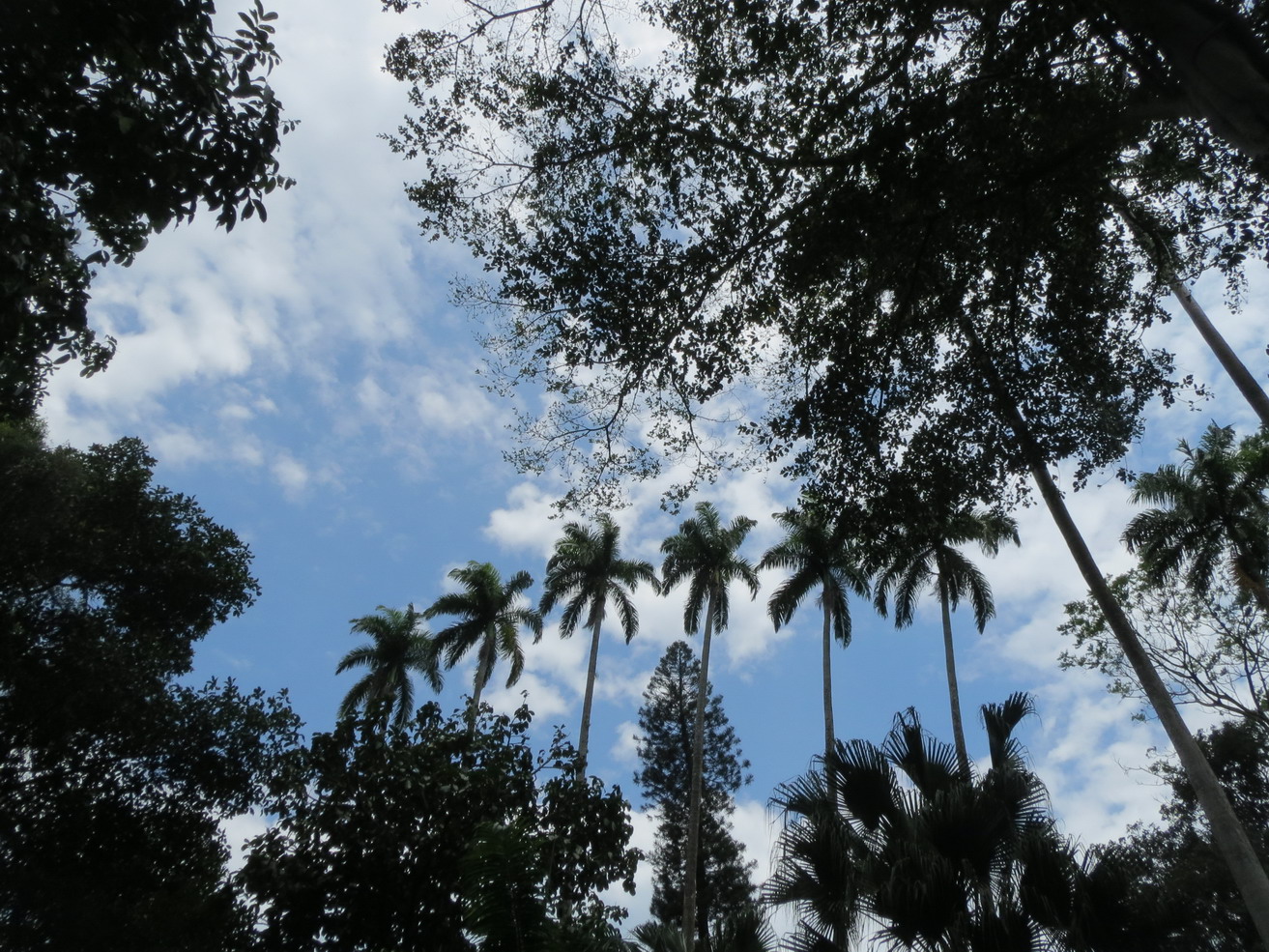 2. Le jardin botanique