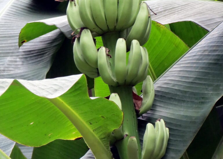 03. Le jardin botanique de Rio