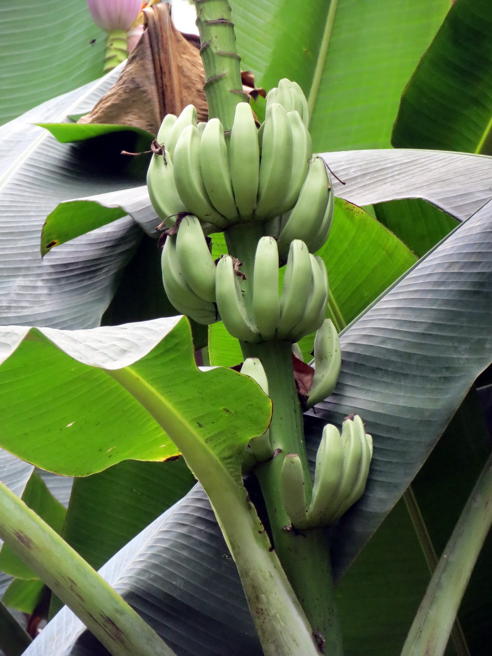 03. Le jardin botanique de Rio