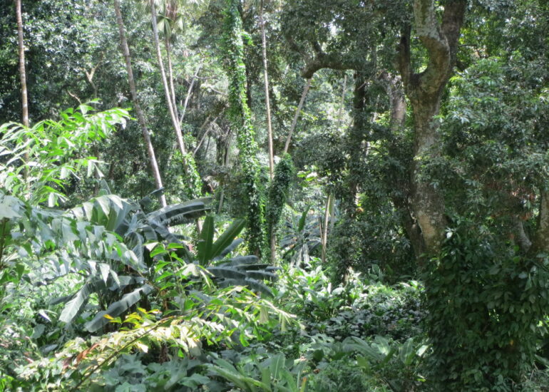 04. Le jardin botanique