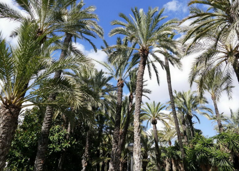 05. Elche - le parc municipal