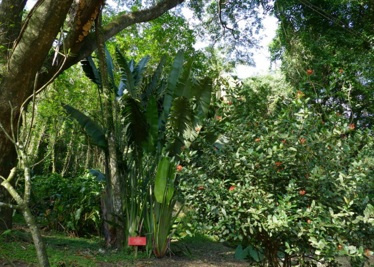 05. L'habitation Céron