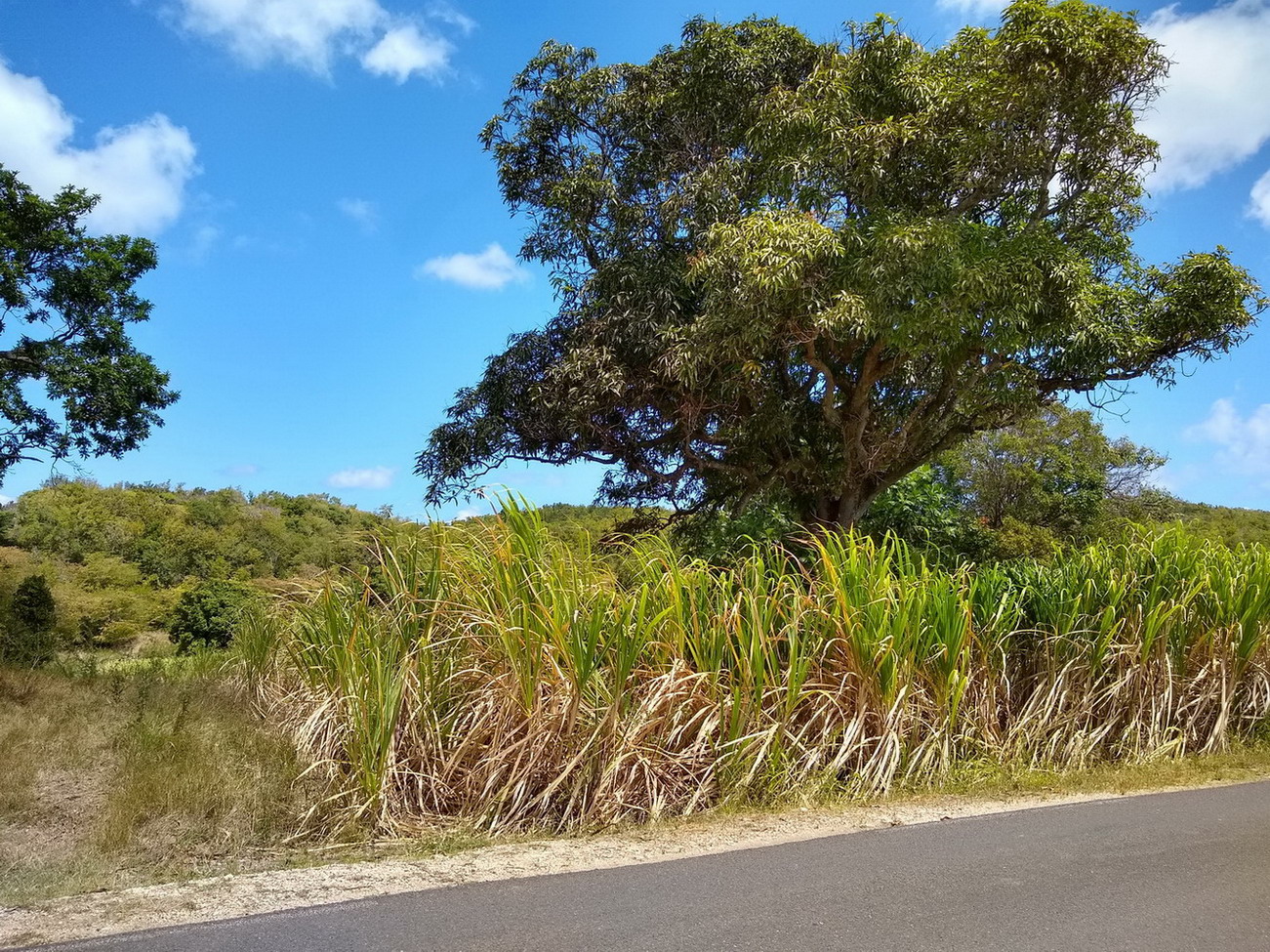 05. Marie-Galante, vers le nord de l'île, champ de canne à sucre