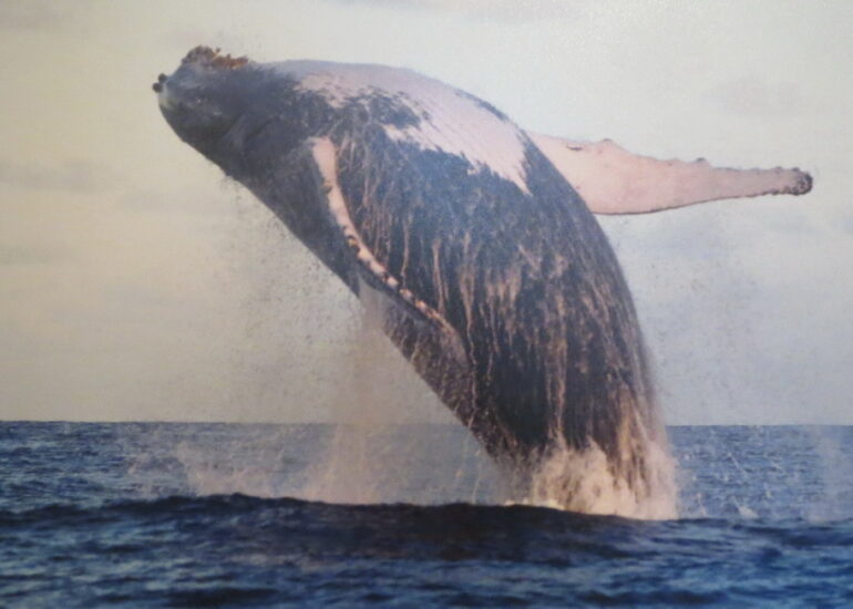 05. SdB, musée de la marine, une baleine à bosse