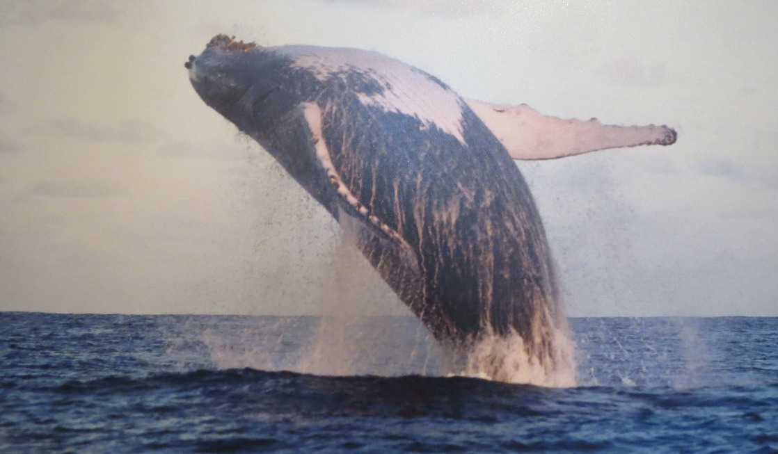 05. SdB, musée de la marine, une baleine à bosse