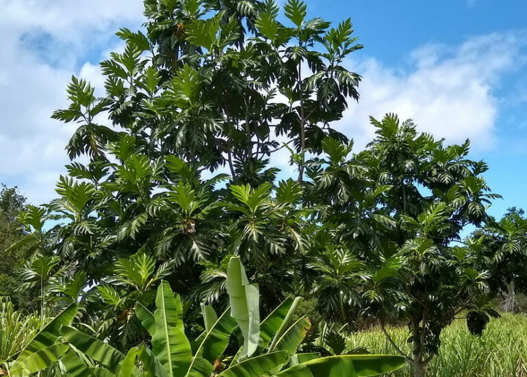 06. Marie-Galante, les grands philodendrons