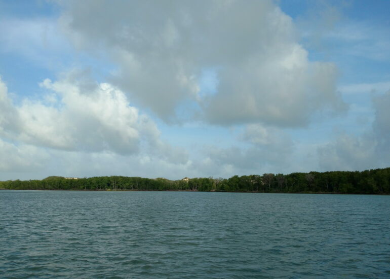 07. Lençóis, la mangrove