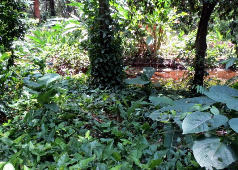 08. Le jardin botanique