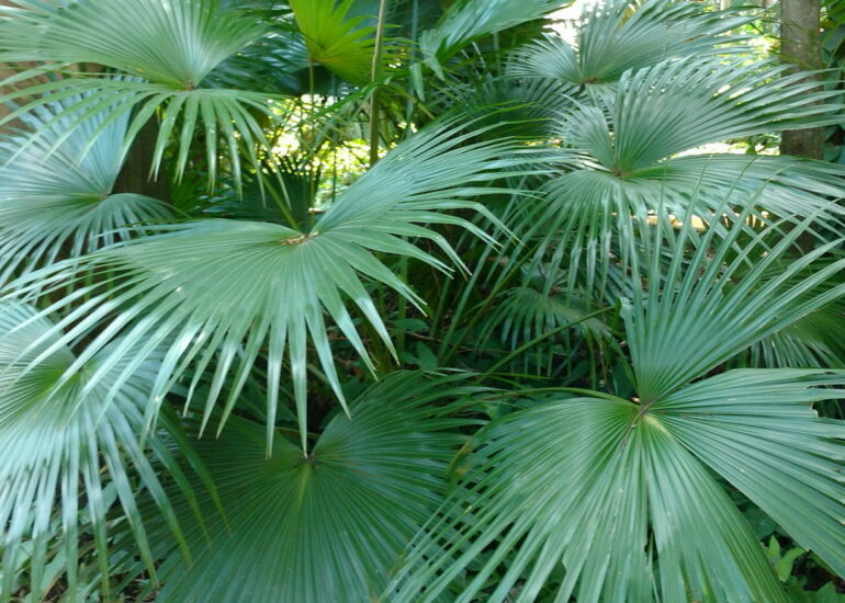 10. Le jardin botanique
