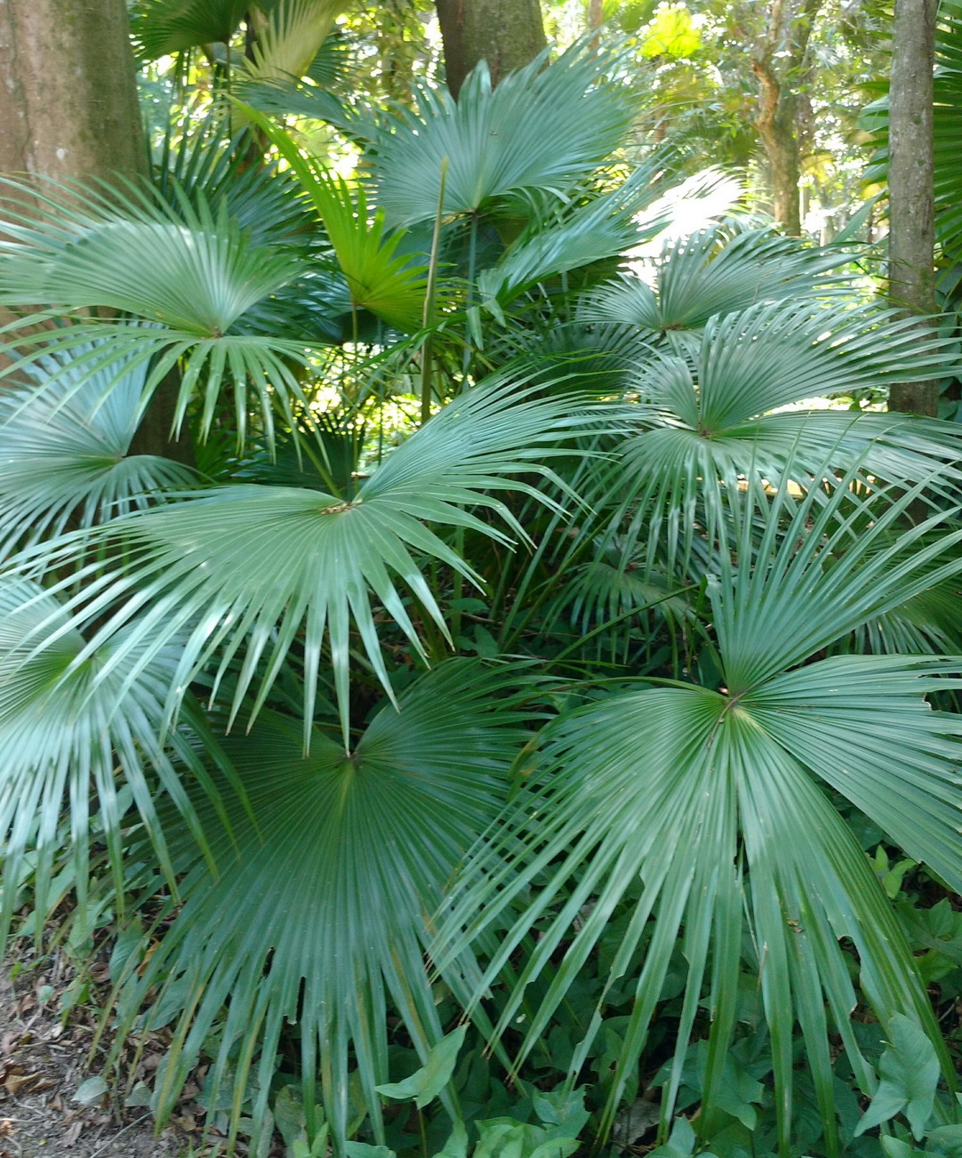 10. Le jardin botanique