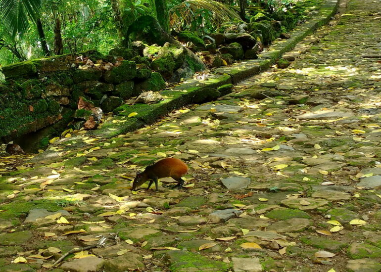 10. Les agoutis, de gros rongeurs, pullulent sur ces îles