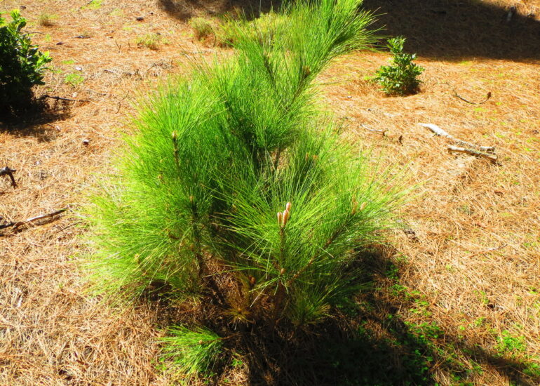 10. Régénération naturelle