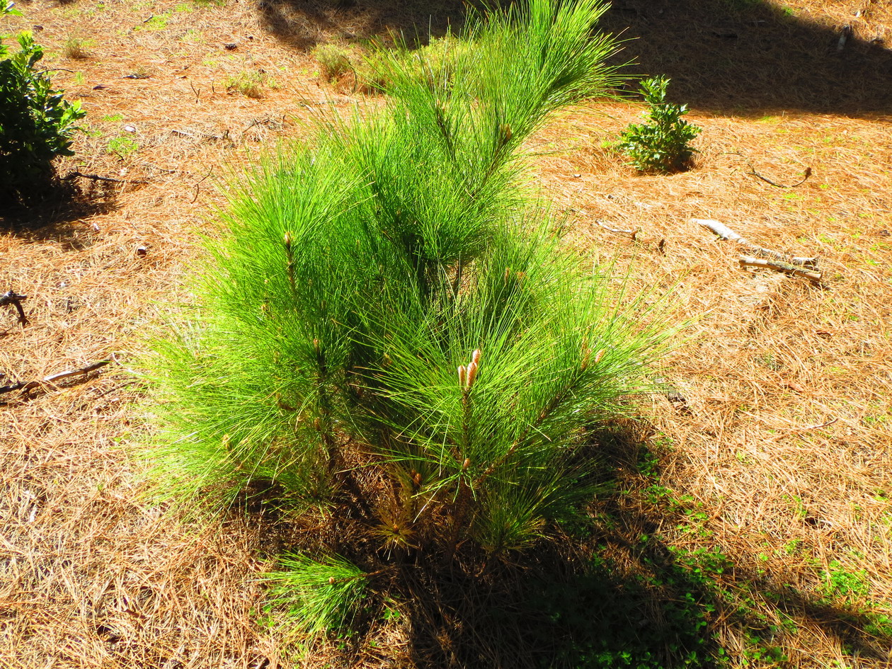 10. Régénération naturelle