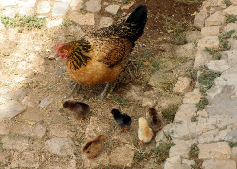 10. Vila do Maio, une famille locale