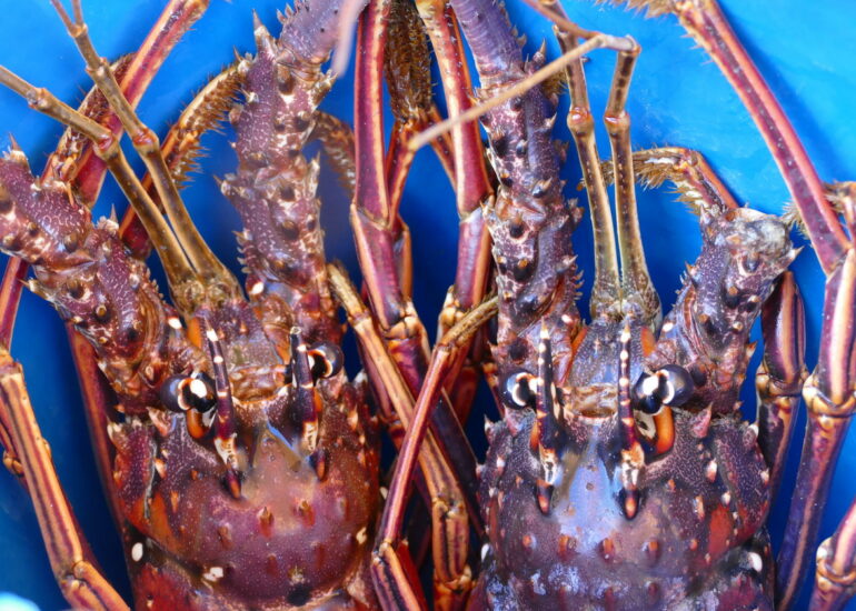 11. Des langoustes pas vraiment contentes d'être ici