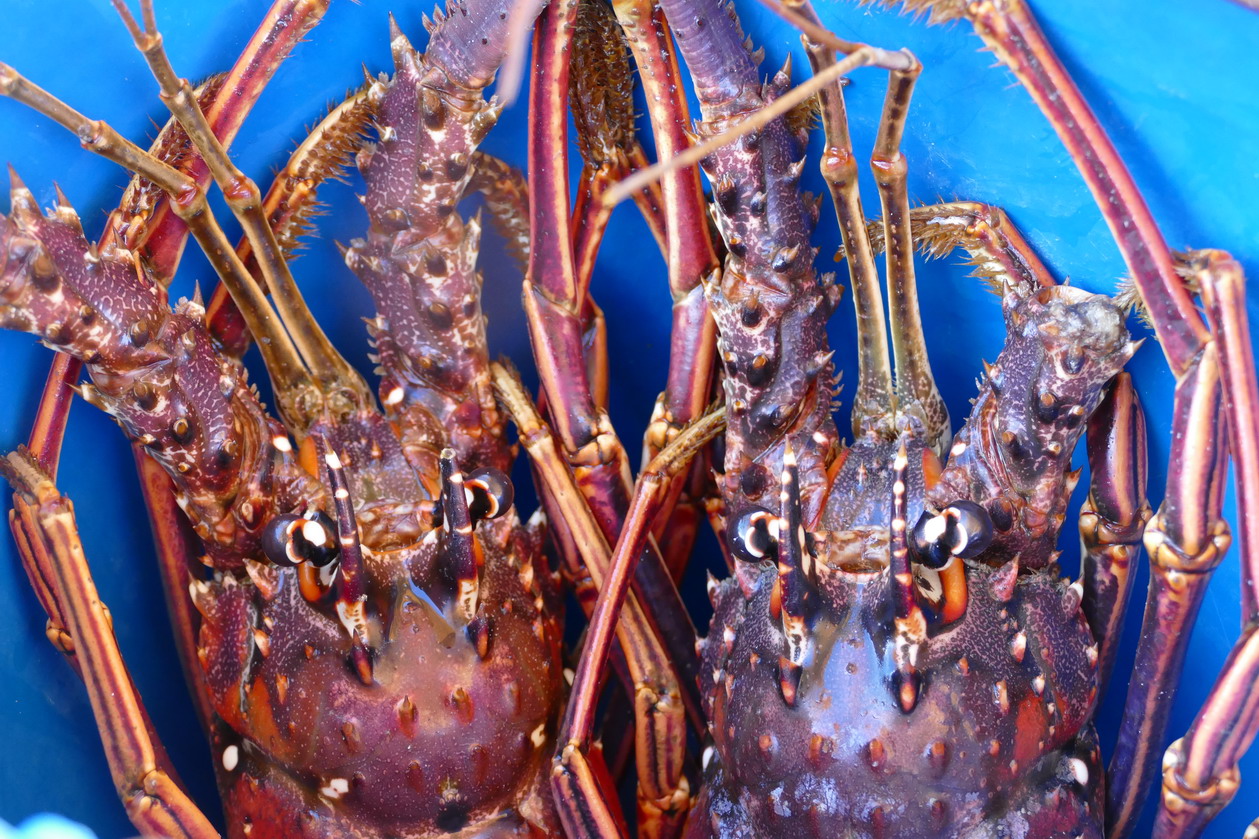 11. Des langoustes pas vraiment contentes d'être ici