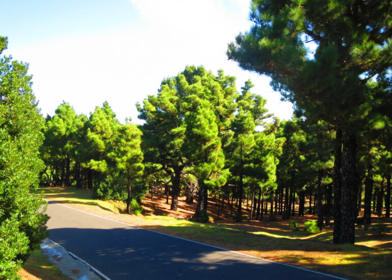 11. Pinède