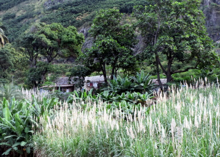 11. Plantation de canne à sucre