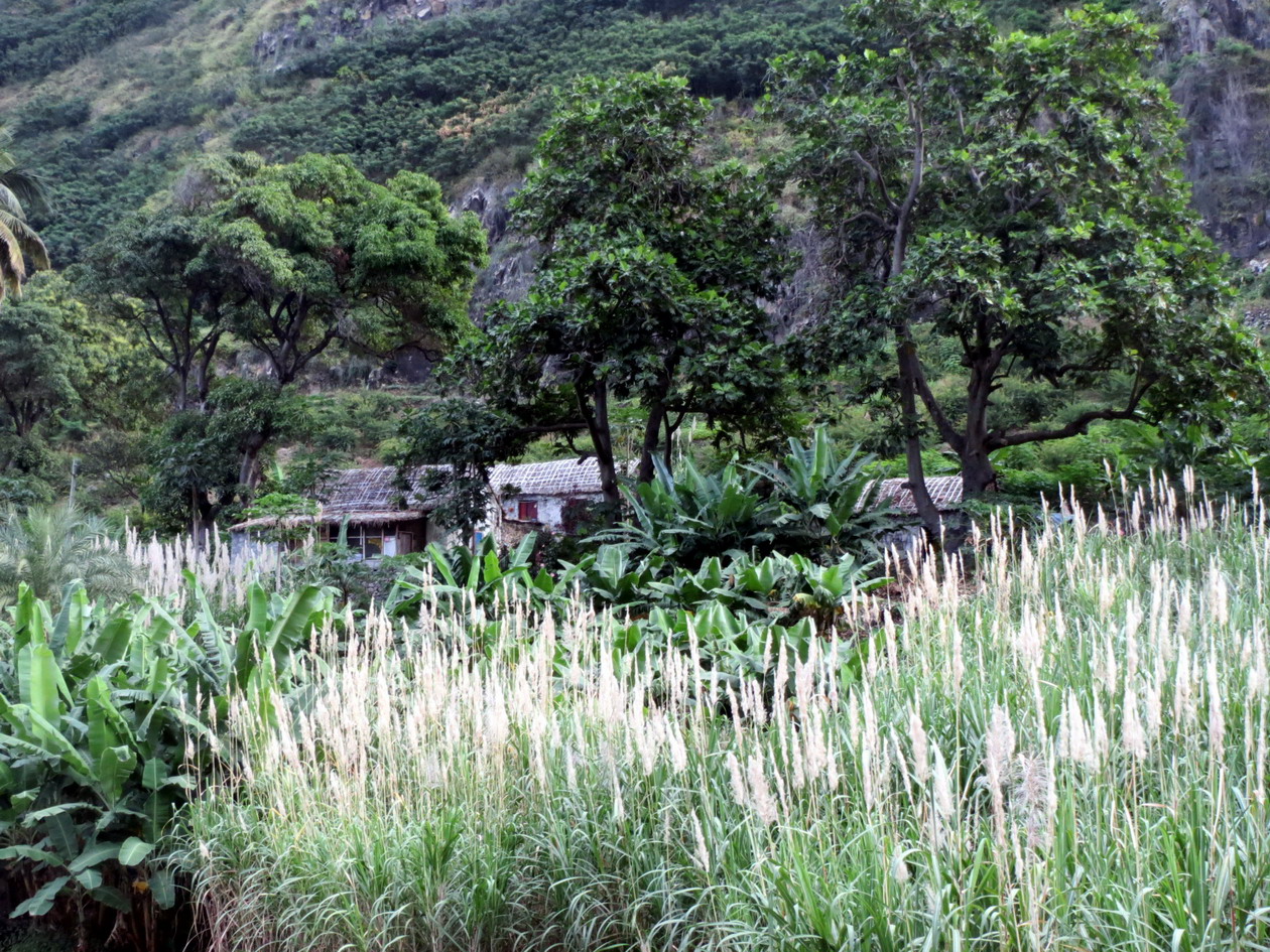 11. Plantation de canne à sucre