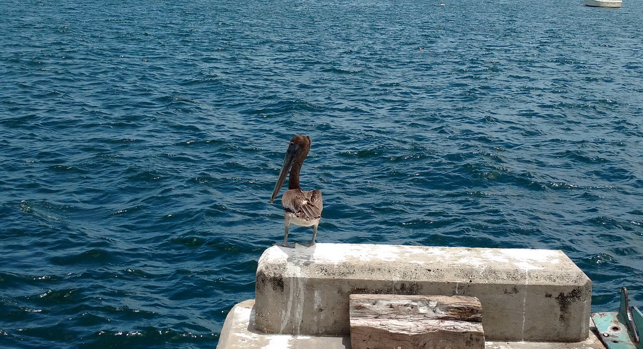 11. Un des très nombreux pélicans installés dans les îles