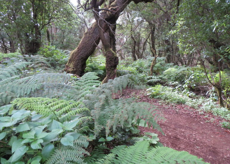 12. Forêt primitive