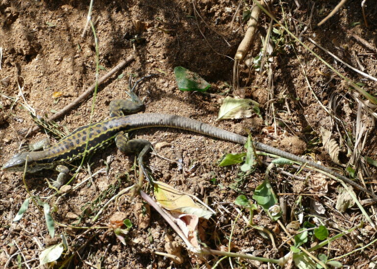 12. Un habitant des lieux