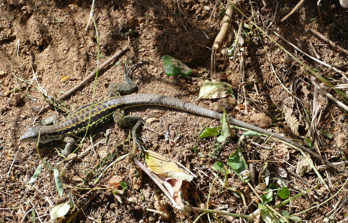 12. Un habitant des lieux