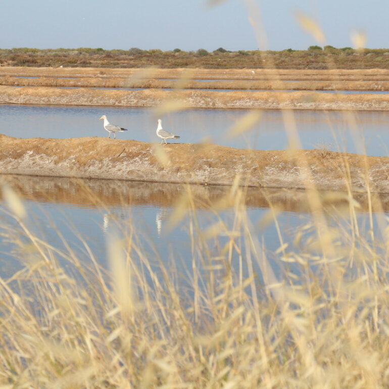 13. Algarve, marais salants de Tavira