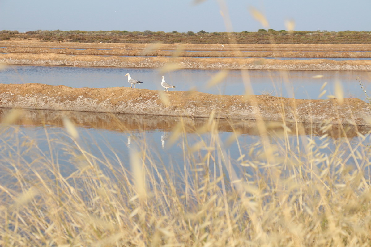 13. Algarve, marais salants de Tavira