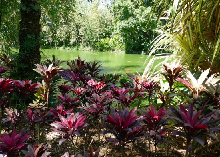 13. La Guadeloupe ; Deshaies, le jardin botanique
