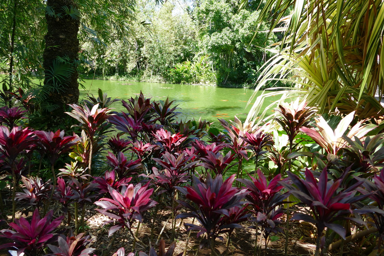 13. La Guadeloupe ; Deshaies, le jardin botanique