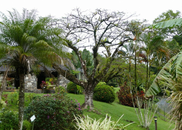 13. La Pagerie, domaine des Tascher