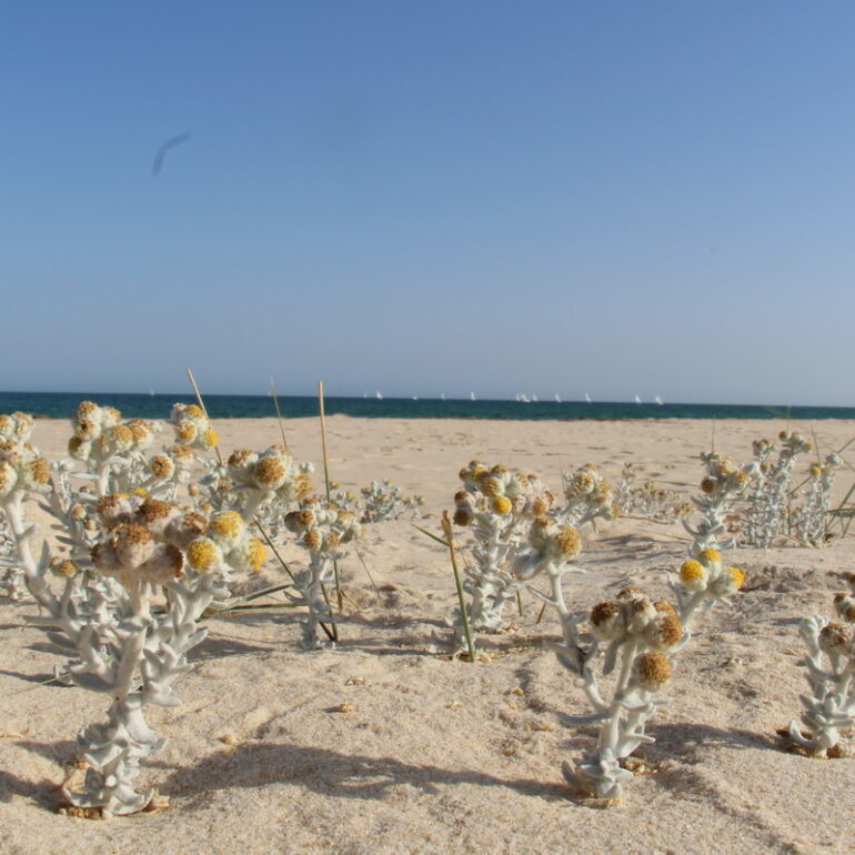 14. Algarve, Tavira
