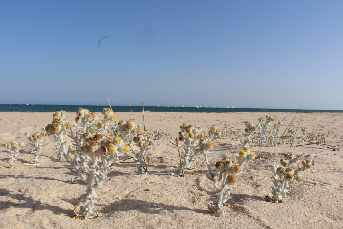 14. Algarve, Tavira