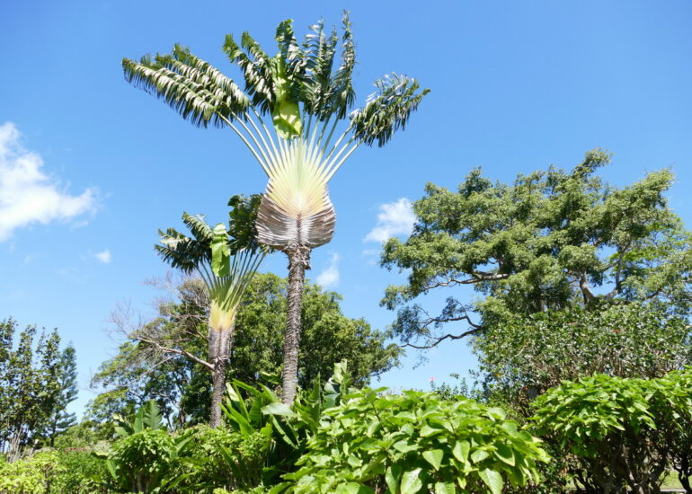 14. La Guadeloupe ; Deshaies, le jardin botanique