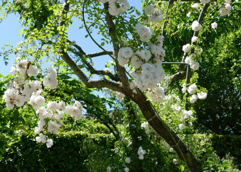 14. Lac Léman, Yvoire, le jardin des 5 sens