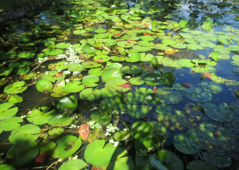 14. Olinda, réplique de Giverny