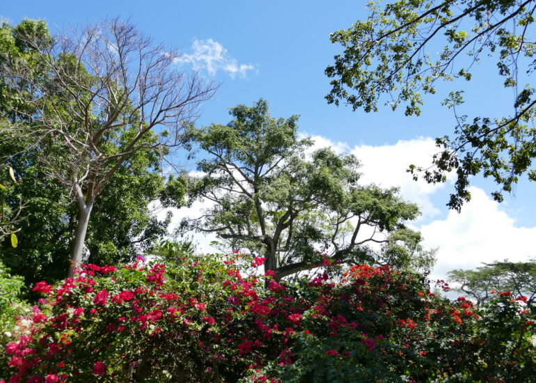 15. La Guadeloupe ; Deshaies, le jardin botanique