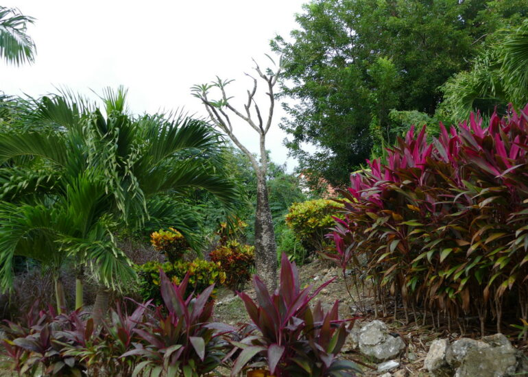 15. La Martinique, le calvaire de Ste Anne ; une belle floraison