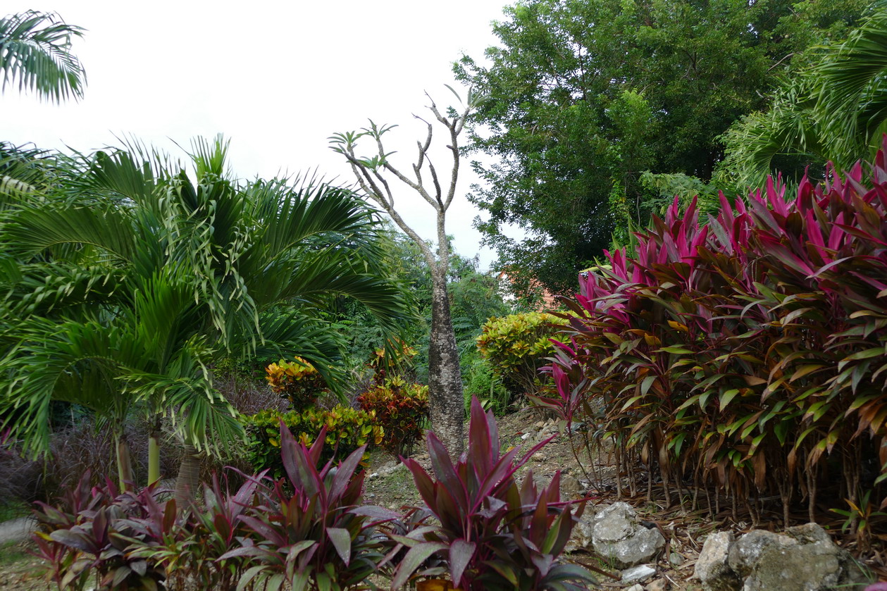 15. La Martinique, le calvaire de Ste Anne ; une belle floraison