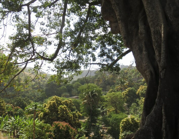 15. Santiago, arbre de capoc, le plus haut du Cap Vert (30 m)