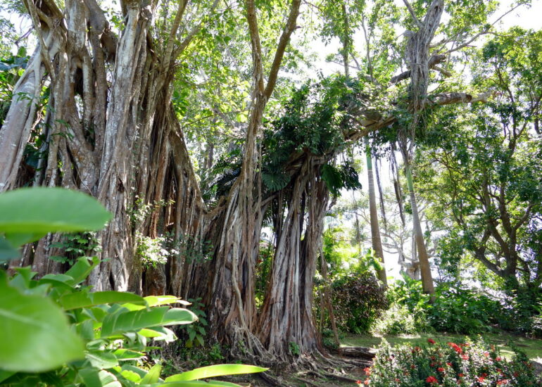 16. La Guadeloupe ; Deshaies, le jardin botanique