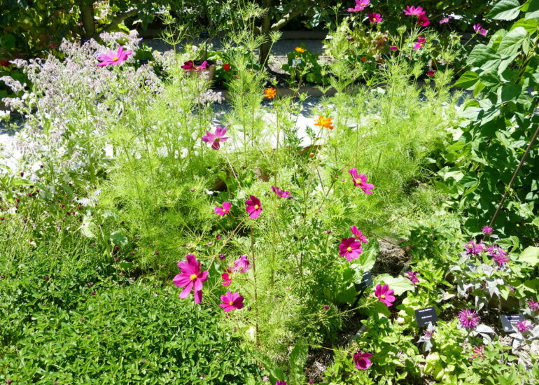 16. Lac Léman, Yvoire, le jardin des 5 sens