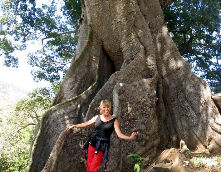 16. Santiago, arbre de capoc