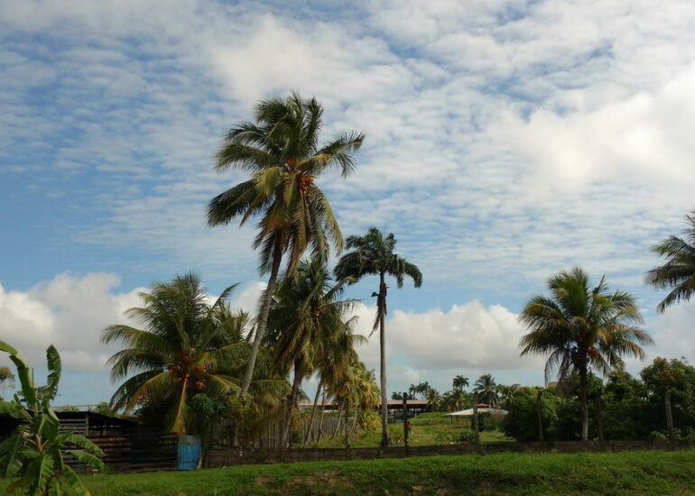 16. Sur la route de Paramaribo