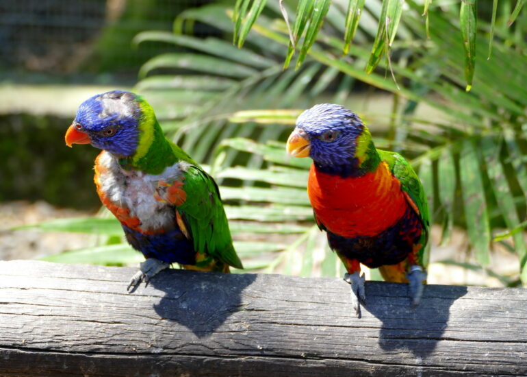17. La Guadeloupe ; Deshaies, le jardin botanique