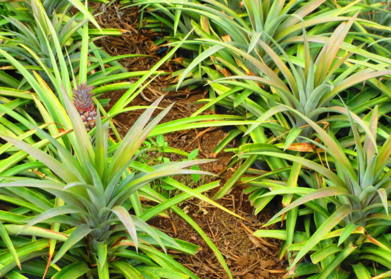18. Culture d’ananas